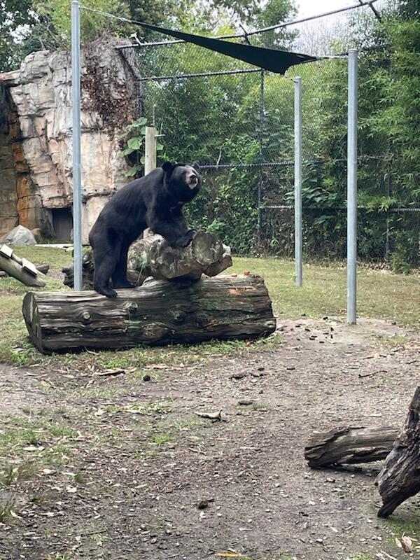 A moon bear standing on a fallen log in a zoo enclosure looks happy while enjoying the shade of an Awnings by Bigley & Hogshire shade sail!