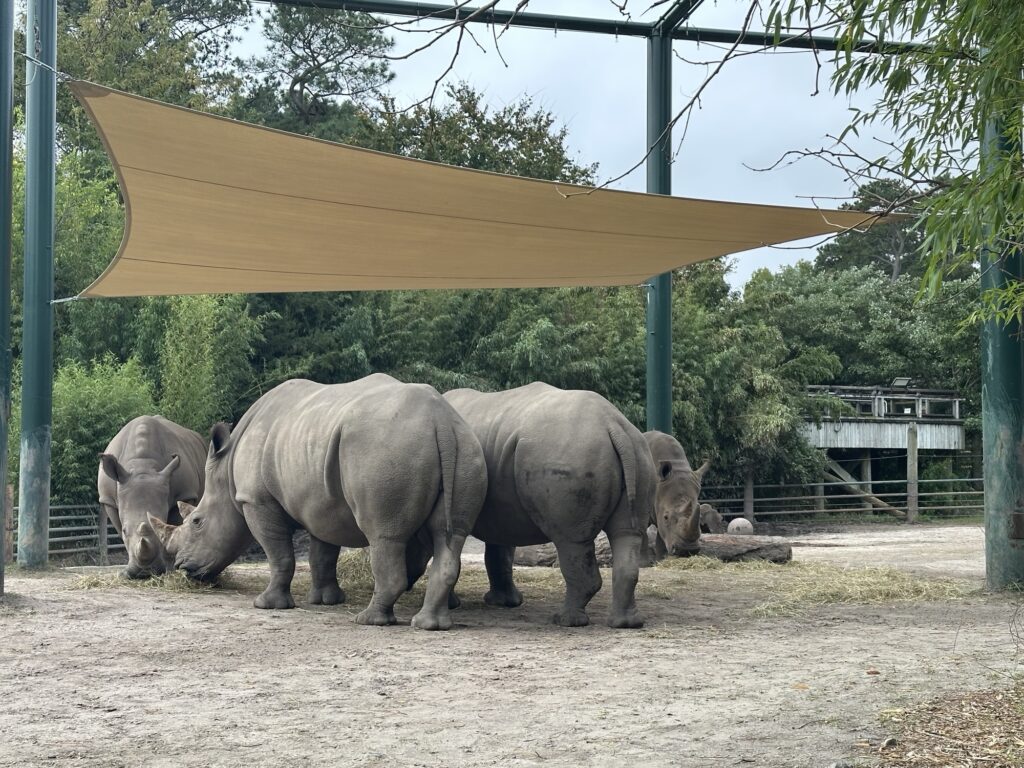A group of White Rhinos enjoying a well crafted Awnings by Bigley & Hogshire Shade Sail, allowing them to escape the heat of the sun